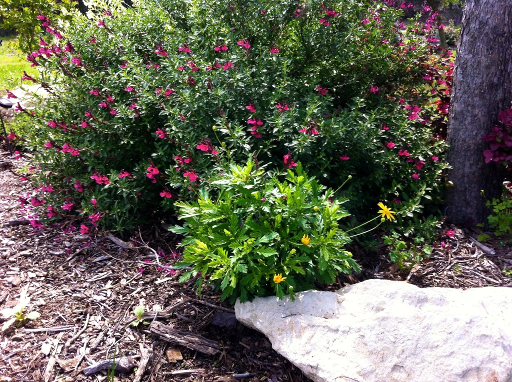 2012-03-30-6607 Conifer Cove-45.jpg